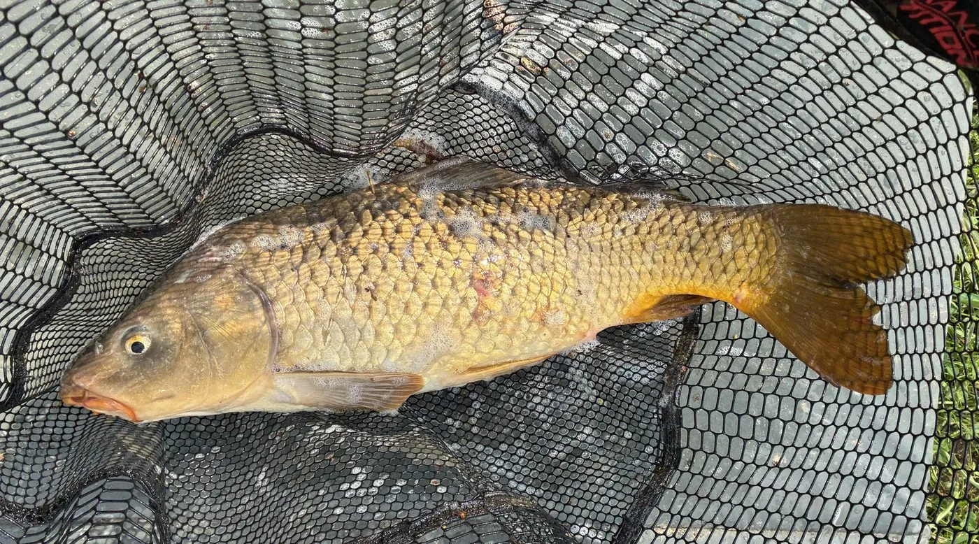 A common carp resting in a landing net on the riverbank